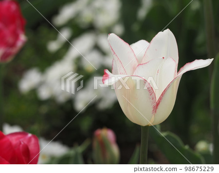 Tulip Spring Fantasy ③ 98675229