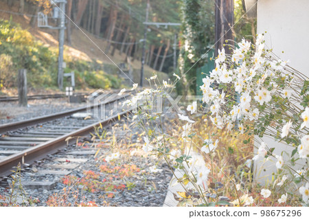 Flowers blooming on the side of the road White flowers blooming on the side of the railroad tracks Flowers blooming on the side of the road White flowers blooming on the side of the railroad tracks 98675296