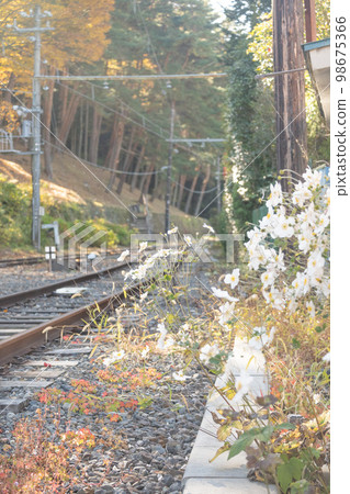 Flowers blooming on the side of the road White flowers blooming on the side of the railroad tracks Flowers blooming on the side of the road White flowers blooming on the side of the railroad tracks 98675366