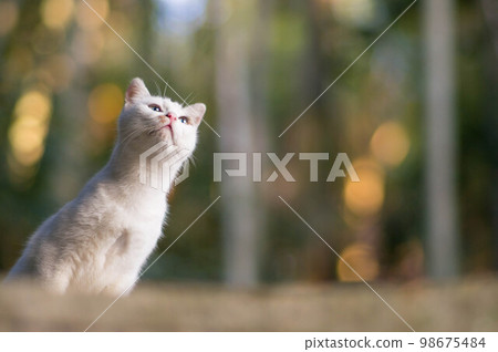 A wild white cat living in the forest of Fushimi Inari Shrine at dusk in Kyoto 98675484