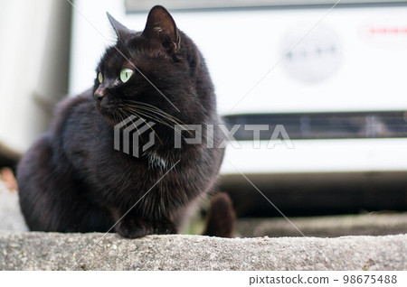 A black kitten dozing beside a vending machine at Mt. Inari, Kyoto A black kitten dozing beside a vending machine at Mt. Inari, Kyoto 98675488