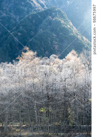 晴天清晨西穗高山脊線上看到的初冬高山植物 有霜的高山植物 阿爾卑斯山脈 98675997