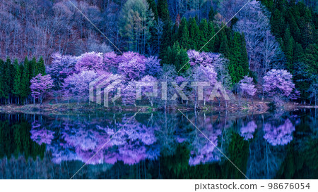 Cherry blossoms at Nakanishi 98676054