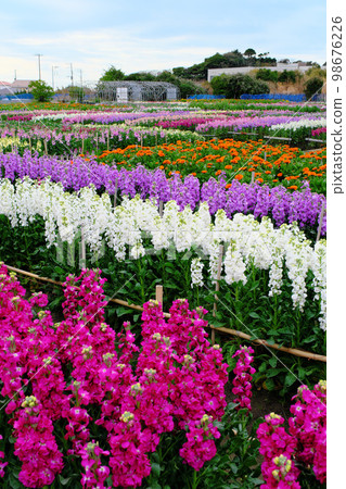 Shiromazu Flower Garden Chiba Prefecture Shiromazu Flower Garden Chiba Prefecture 98676226