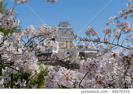 Cherry blossoms at Himeji castle Cherry blossoms at Himeji castle 98676438