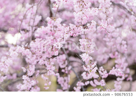 Beautiful pink bamboo trees 98676553