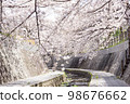 Avenue of cherry trees in full bloom 98676662