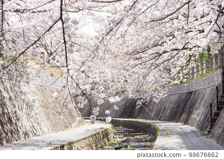 Avenue of cherry trees in full bloom 98676662