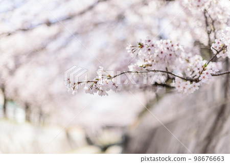 盛開的櫻花大道 98676663