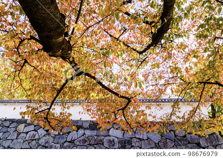 Maizuru Park in Fukuoka with autumn leaves 98676979