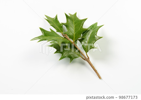 Holly leaf image 98677173