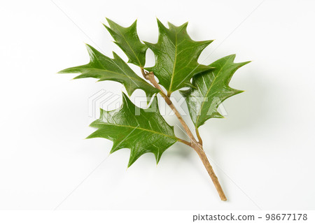 冬青葉圖像 冬青葉圖像 98677178