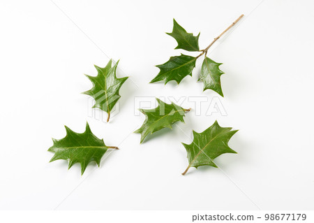 Holly leaf image 98677179
