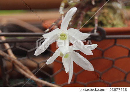 Sekkoku flower 98677518