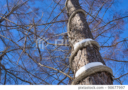 ivy and snow growing on Japanese larch 98677997