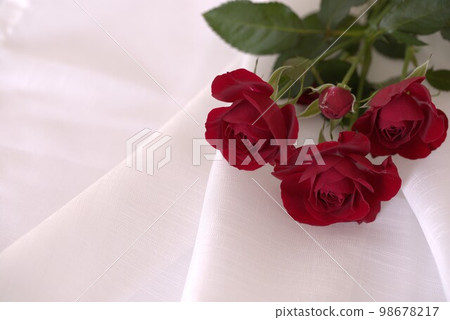 crimson mini rose crimson mini rose 98678217