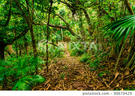 Dim and long mountain road 98678429