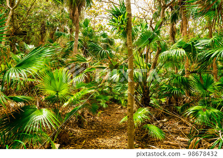 A mountain road overgrown with trees blocking the way 98678432
