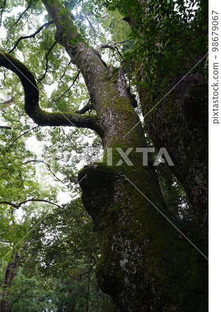 Ise Grand Shrine, Ise Jingu, Japan, Mie Prefecture, Ise, Shrine, Jingu, Jingu, Amaterasu Omikami, Amaterasu Sume 98679067