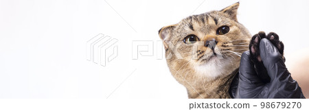 Scottish fold brown cat shows a paw with clipped claws Scottish fold brown cat shows a paw with clipped claws 98679270
