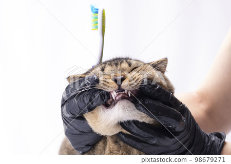 A veterinarian brushes the teeth of a brown Scottish Fold cat. Cat brushing teeth 98679271