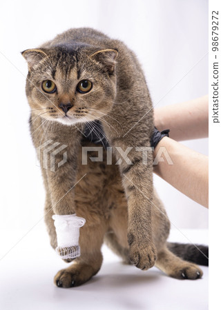 Veterinarian examining a brown Scottish Fold cat with an injured paw 98679272