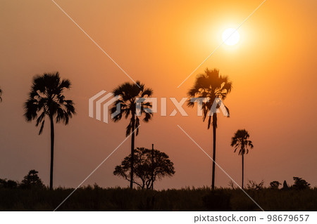 Sunset over the Okavango 98679657