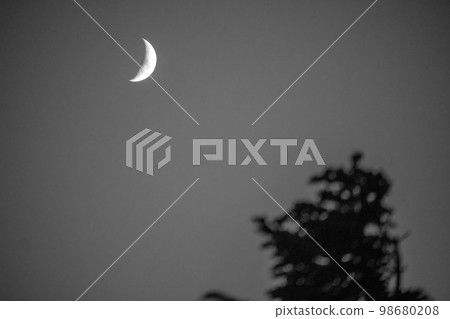 Alpine plants withered in winter and the full moon 98680208