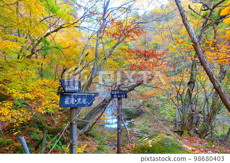 Omoshiroyama Momijigawa Valley 秋葉 Yellow Leaves 98680403