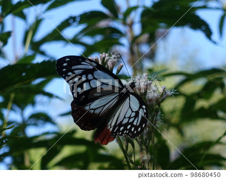 板栗虎蝴蝶蝴蝶 98680450