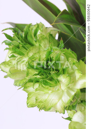 綠色的玫瑰 98680642