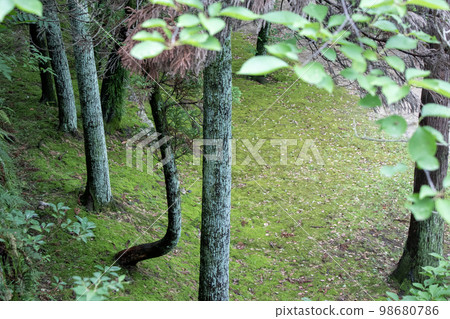 一個安靜的森林形象 98680786