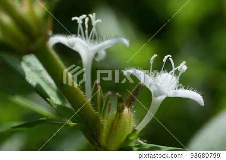 Small pure white flowers Meriken mugura 98680799