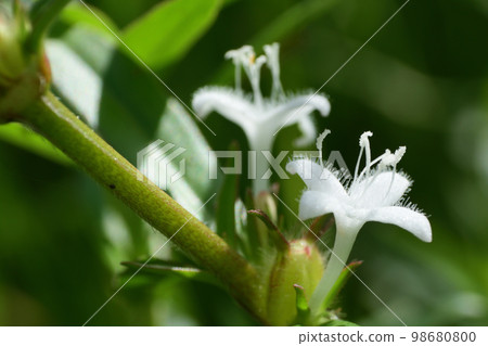 Small pure white flowers Meriken mugura 98680800