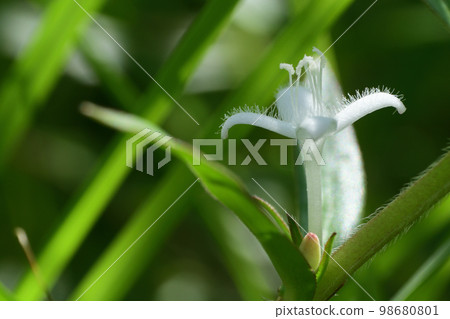 Small pure white flowers Meriken mugura 98680801