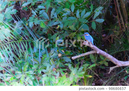 被稱為飛行寶石的翠鳥 98680837
