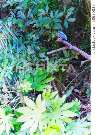 被稱為飛行寶石的翠鳥 98680838