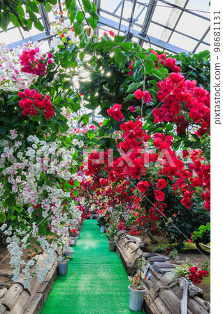 Nagashima Bougainvillea Hill 98681131