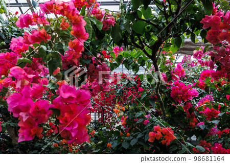 Nagashima Bougainvillea Hill Nagashima Bougainvillea Hill 98681164
