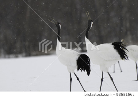 Calling red-crowned cranes in the snow 98681663