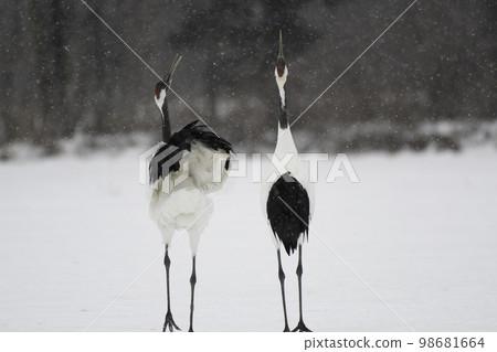 Calling red-crowned cranes in the snow 98681664