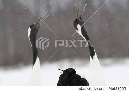 雪中呼喚丹頂鶴 98681665