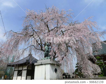 常樂寺的櫻花(埼玉縣川越市) 常樂寺的櫻花(埼玉縣川越市) 98682139