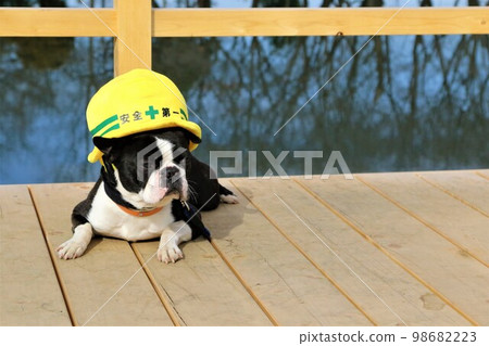 Mighty, a Boston terrier wearing a safety-first hat, stares at the deck of Otagaya Marsh in the relaxing Tsurugashima City Athletic Park 98682223
