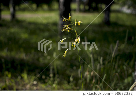 Backgrounds grassy flowers Green grass close-up against the setting sun. Backgrounds grassy flowers Green grass close-up against the setting sun. 98682382