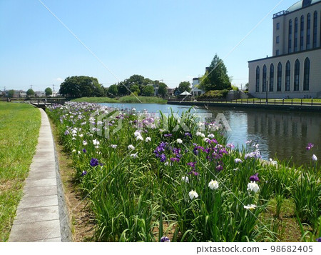 葛西親水綠道鳶尾（埼玉縣越谷市） 98682405