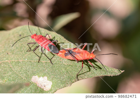 Image of Red cotton bug (Dysdercus cingulatus) on the leaf on a natural background. Insect. Animal. Pyrrhocoridae. Image of Red cotton bug (Dysdercus cingulatus) on the leaf on a natural background. Insect. Animal. Pyrrhocoridae. 98682471