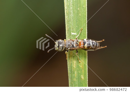 Image of little bee or dwarf bee(Apis florea) on the green leaf on a natural background. Insect. Animal. Image of little bee or dwarf bee(Apis florea) on the green leaf on a natural background. Insect. Animal. 98682472