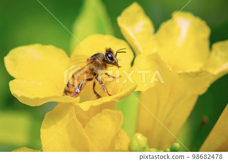 Image of bee or honeybee on yellow flower collects nectar. Golden honeybee on flower pollen. Insect. Animal 98682478