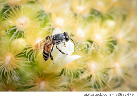 Image of little bee or dwarf bee(apis florea) on white flower collects nectar. Insect. Animal. 98682479